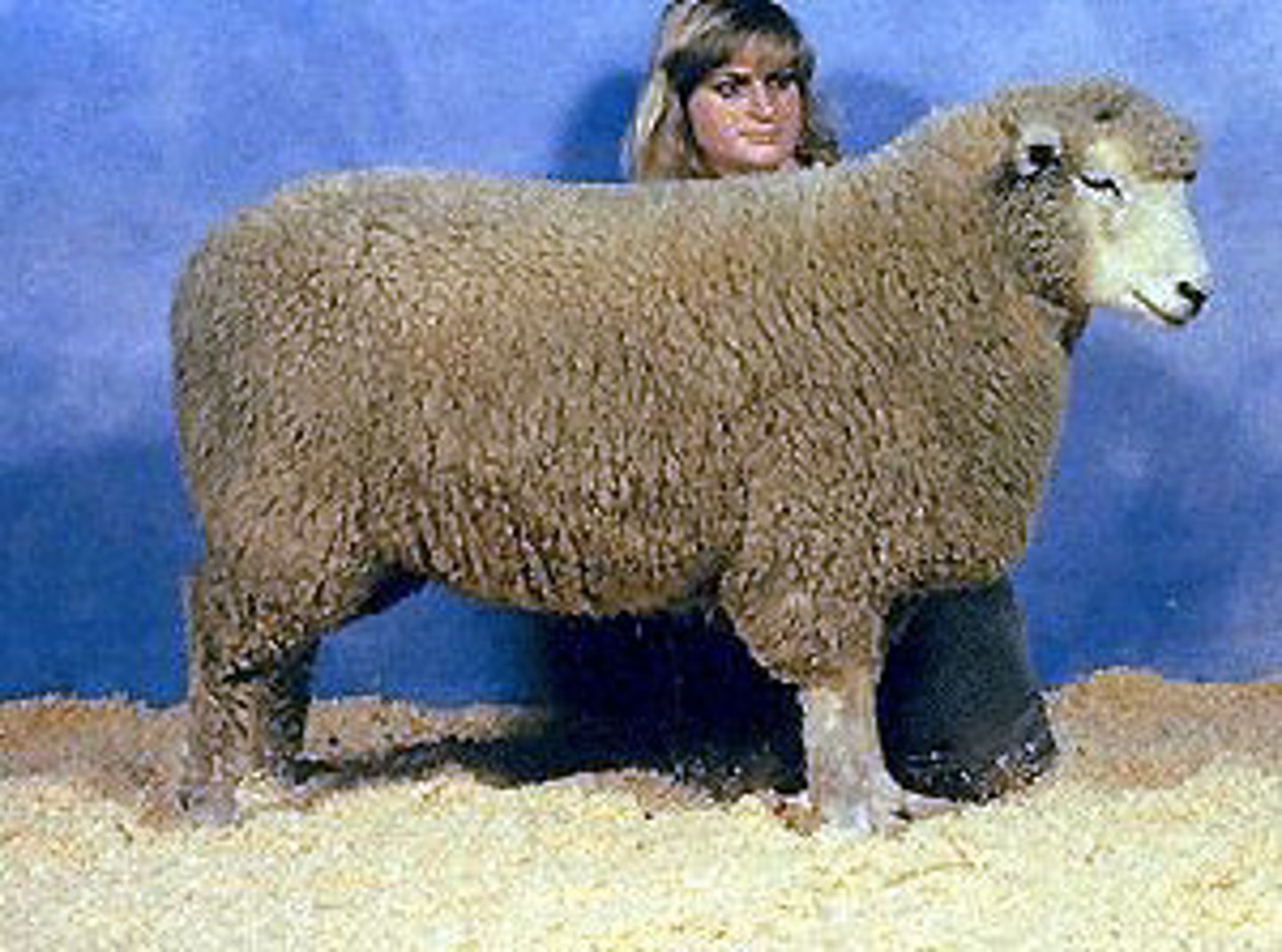<p>long-wool sheep breed:</p><p>shorter staple; genetic resistance; no foot rod, black nostrils, dark pigmentation; wool is more open</p>