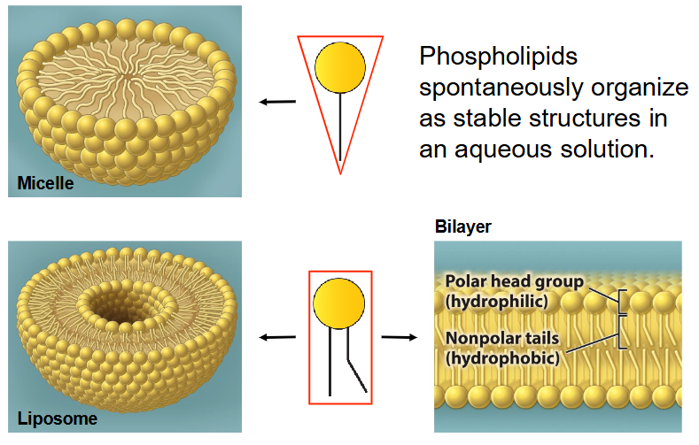 <ul><li><p>Phospholipids naturally arrange themselves into stable structures when placed into water (micelles/liposomes)</p></li></ul><p></p>