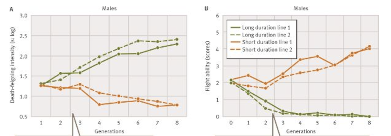 <p>-When a beetle is on a branch and a predator approaches, they can either fly away or fake death</p><p>-Hypothesis: a negative genetic correlation exists between the intensity of death feigning and the ability to fly (beetles that fake death for long time → poor flyers, beetles that fake death for shorter time → good flyers)</p><p>-Methods: they bred beetles in a long-duration death-feigning line and a short-duration death feigning line</p><p>-Results: long-duration DF beetles were poor flyers and short-duration (DF) beetles were good flyers</p><p></p>