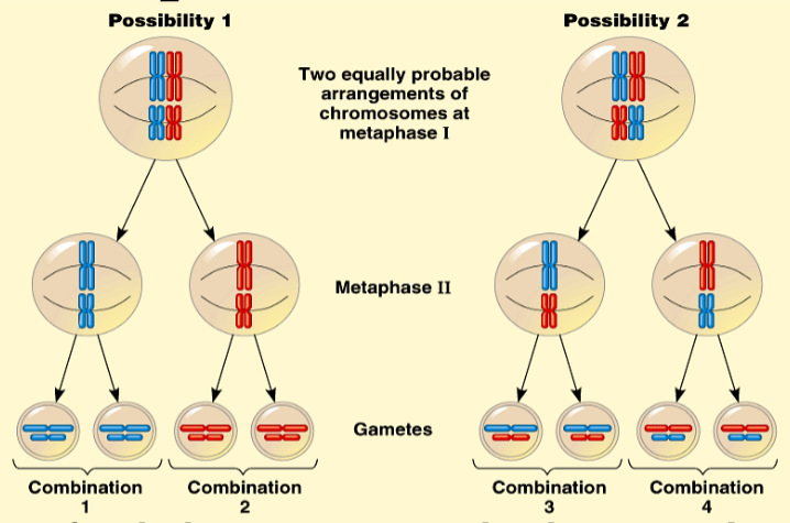<ol><li><p>During Metaphases I and II</p></li><li><p>The position of each chromosome pair is by chance and independent of any pair</p></li><li><p>2^n = number of possible combinations of maternal and paternal combinations in an individuals gametes</p></li><li><p>In a human cell, there are 2^23 (8.4 million) possible combinations</p></li></ol>