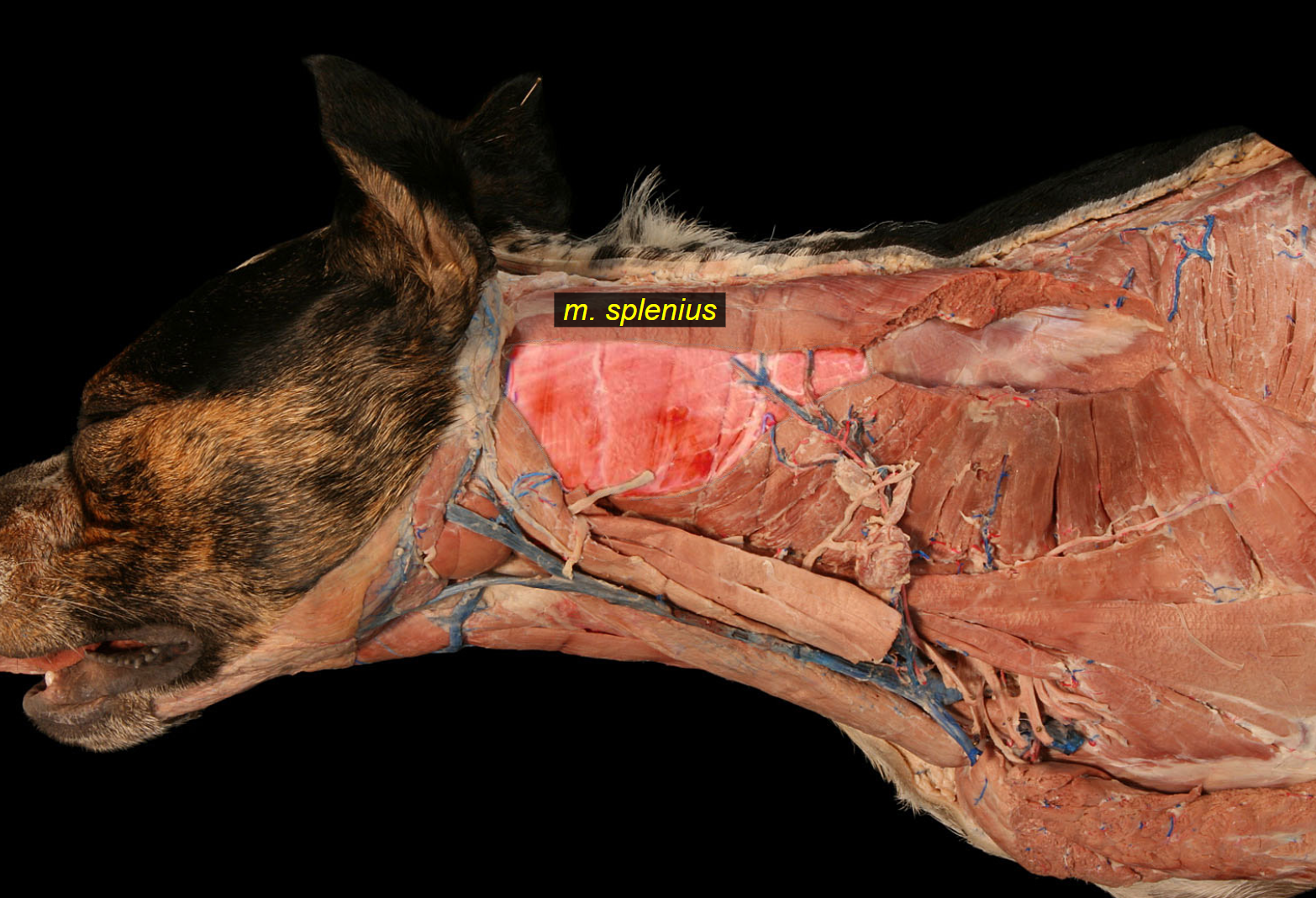<p>flat muscle in nuchal region from withers to occipital region. Easily identified under skin - eq. </p><ol><li><p><strong>m. splenius cervicis</strong></p></li><li><p><strong>m. splenius capitis</strong></p></li></ol><p></p>