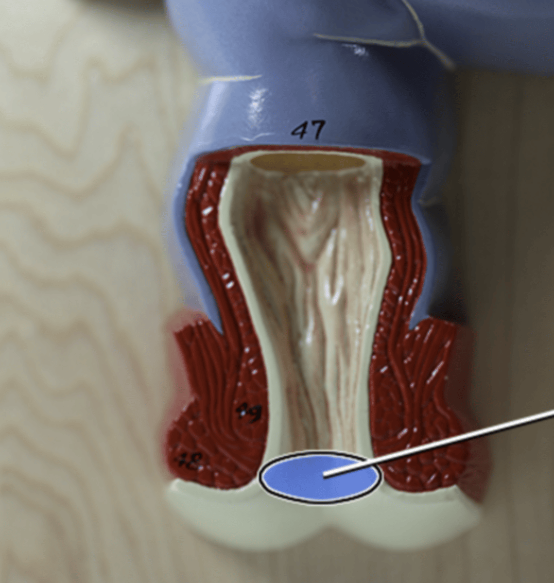 knowt flashcard image