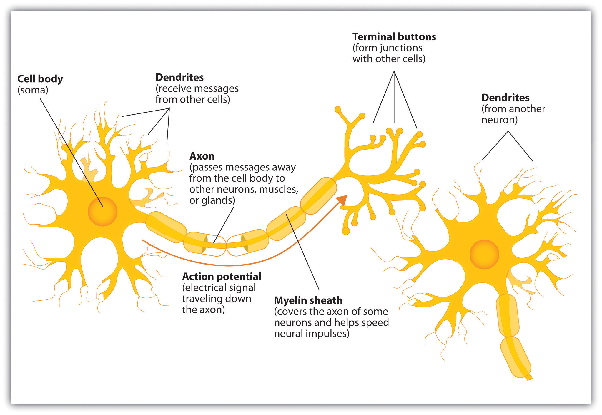 Parts of a neuron