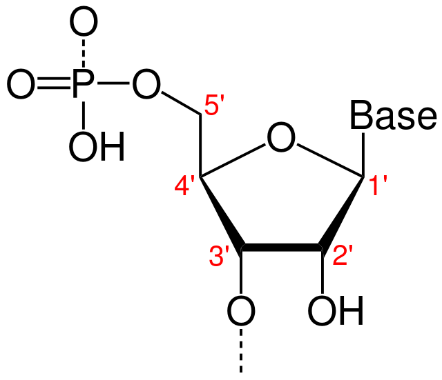 <p>N-β glycosidic bond</p><p>The bond is positioned at the 1&apos; position of the sugar. On the nucleotide base, the bond occurs at the 5-membered ring&apos;s NH group.</p>