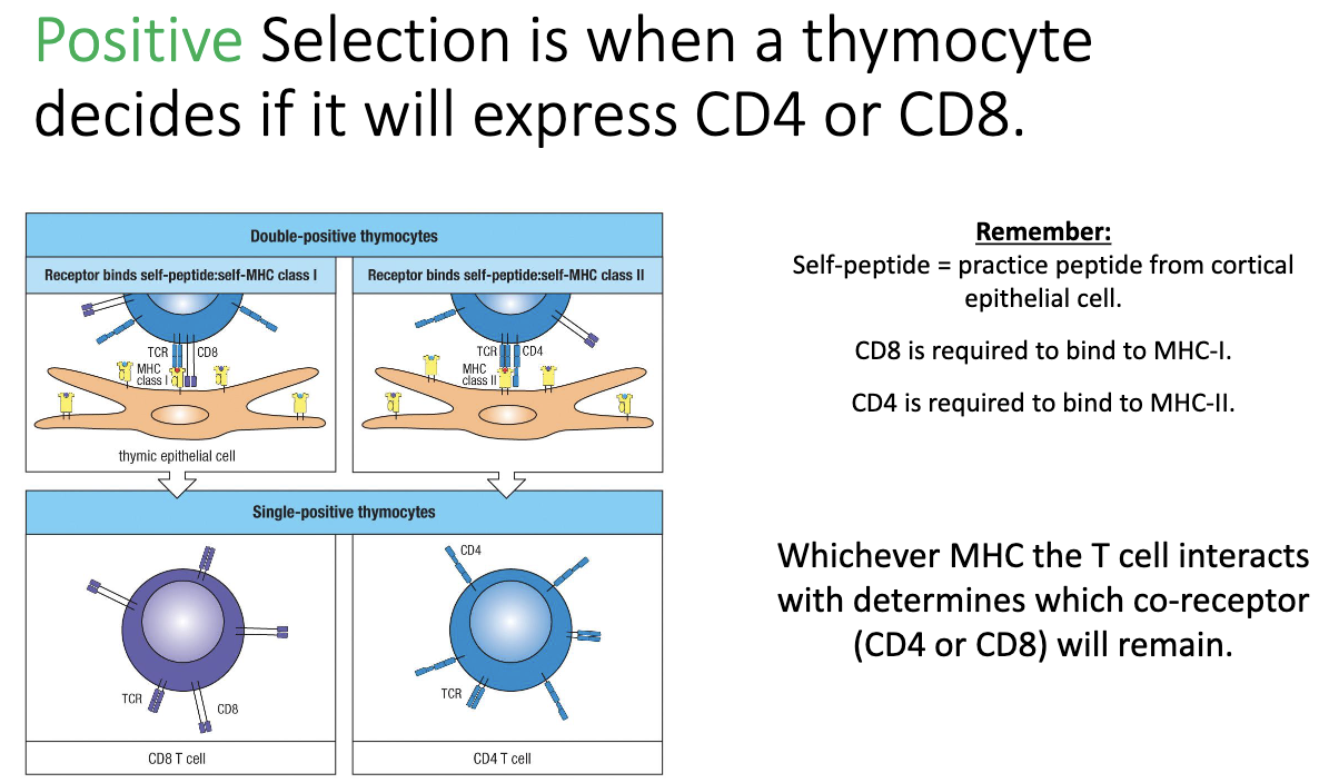 <ul><li><p>During <strong>positive selection</strong>, thymocytes test their <strong>TCR binding</strong> to MHC molecules:</p><ul><li><p><strong>Binds MHC I → keeps CD8</strong></p></li><li><p><strong>Binds MHC II → keeps CD4</strong></p></li><li><p><strong>Cannot bind either → dies</strong></p></li></ul></li><li><p>Outcome: <strong>single positive (SP) thymocyte</strong> expressing either <strong>CD4 or CD8</strong>.</p></li><li><p>At this stage: TCR is functional and binds MHC, but <strong>self-reactivity has not yet been tested</strong>.</p></li></ul><p></p>