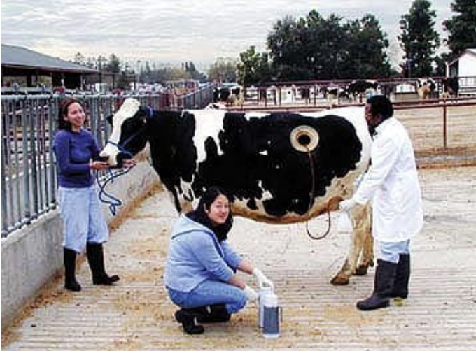 <p><span><strong><mark data-color="unset" style="background-color: unset; color: inherit;">to measure the digestibility and degradation of feedstuffs in the rumen</mark></strong>. </span></p><p><span>Small, porous bags containing feed samples are placed into the rumen for a set period, removed, and the amount of feed material that has disappeared is measured to determine its degradability.</span></p>