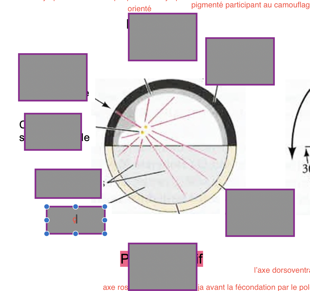 <p>Nomme les différentes parties de l’embryon</p>