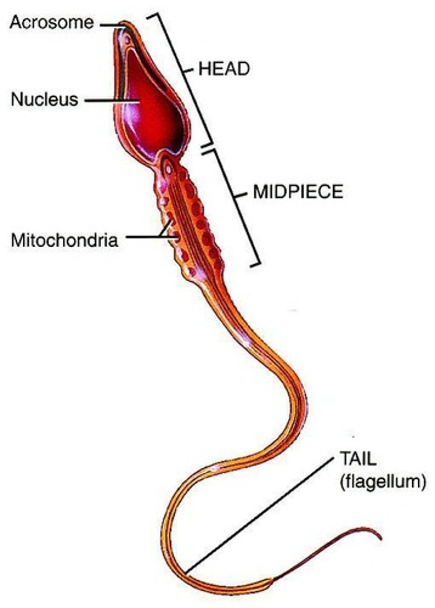 <p>The head contains the nucleus and acrosome, the midpiece contains mitochondria, and the tail is a flagellum used for movement.</p>