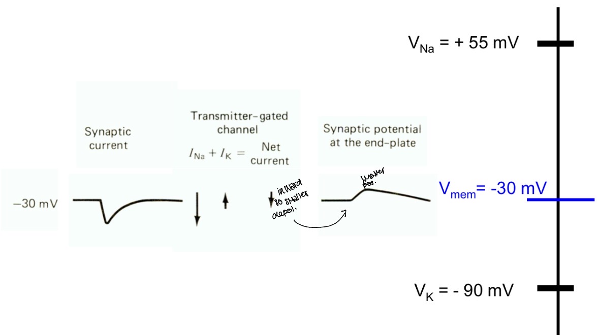 <p>Potential is more positive than before so there is a small net influx </p>