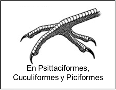 <p>Dedos 2,3 al frente, 1 y 4 atrás</p>