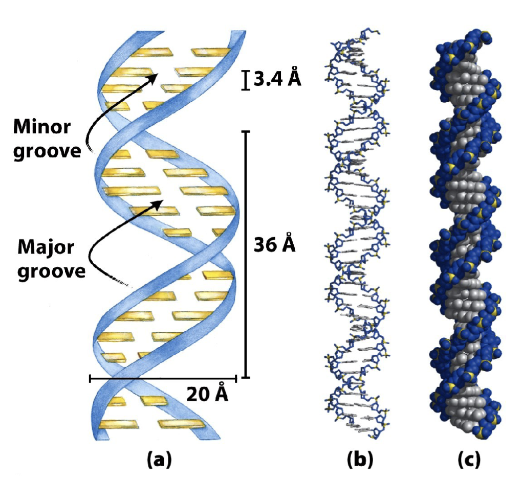 <p><span><u>Ribbon representation</u> depicts the phosphate-sugar backbone in blue and the nitrogenous bases as yellow bars</span></p><p><span><u>Stick representation</u> illustrates the bonds between atoms, with carbons in grey, oxygen in red, nitrogen in blue, and phosphorous in yellow (or purple)</span></p><p><span><u>Space filling representation</u> shows the proportional volume of atoms with the same corresponding colours in stick representation</span></p>