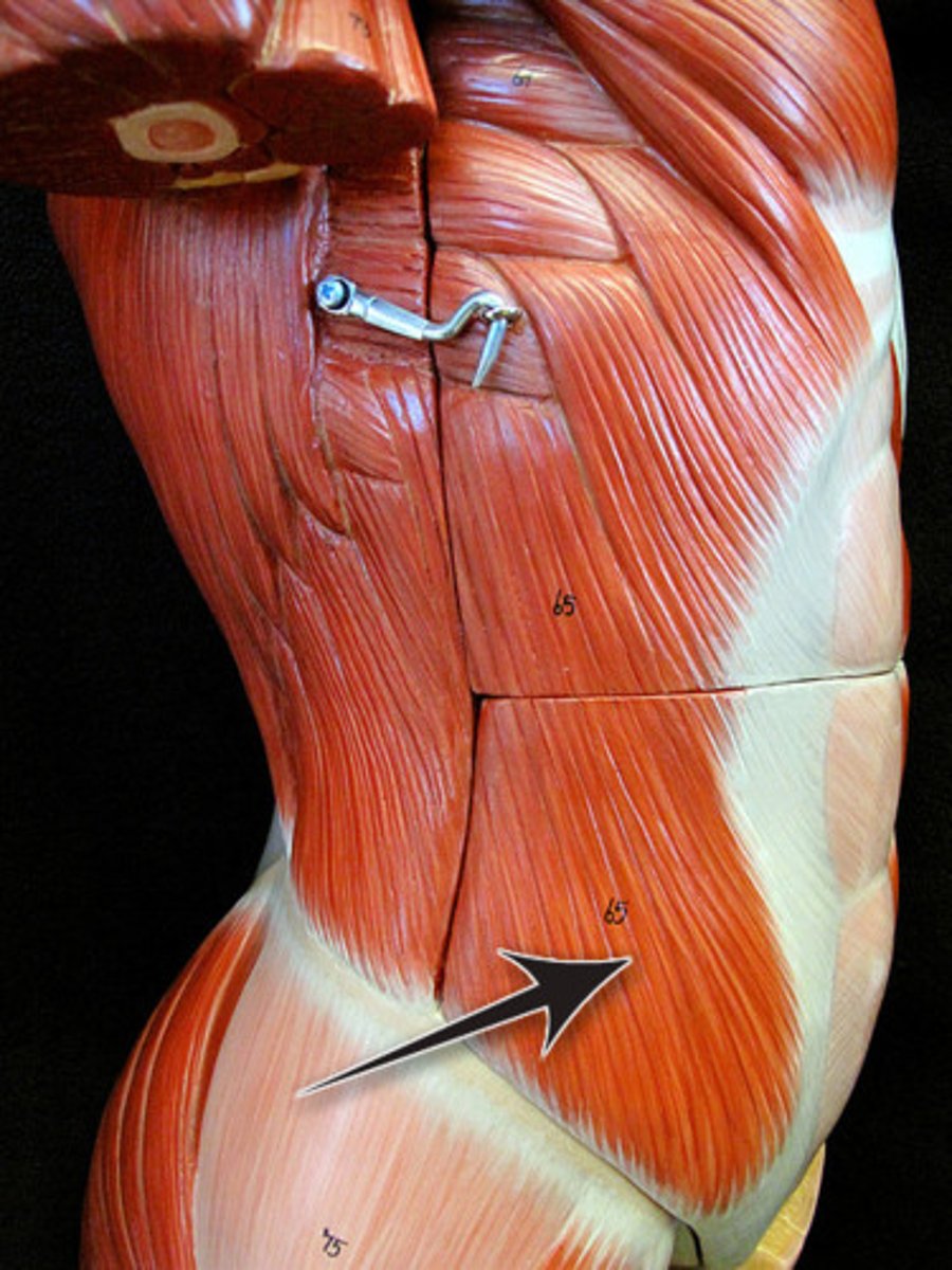 <p><strong>Origin</strong>: External surfaces of ribs 5-12</p><p><strong>Insertion</strong>: Anterior iliac crest and abdominal aponeurosis to linea alba</p><p><strong>Action</strong>: flexes torso (draws thorax downward), rotates torso, laterally flexes torso</p>