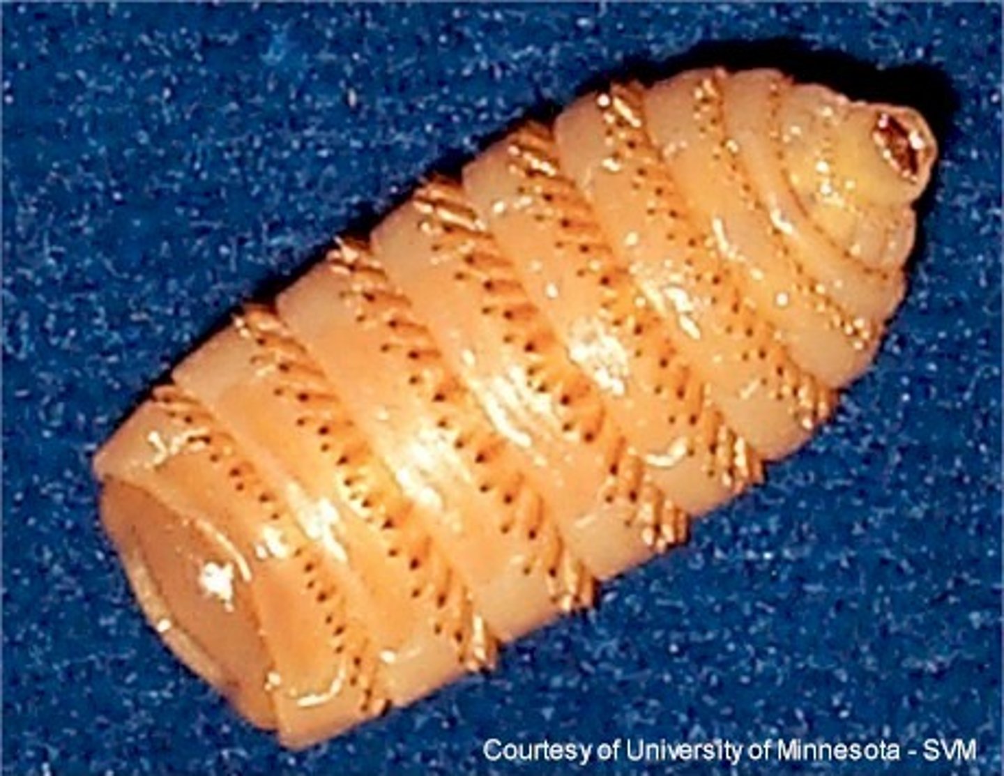 <p>equine stomach bot</p><p>see yellow eggs on distal limbs, no GI signs</p><p>tx = ivermectin in fall-winter</p>