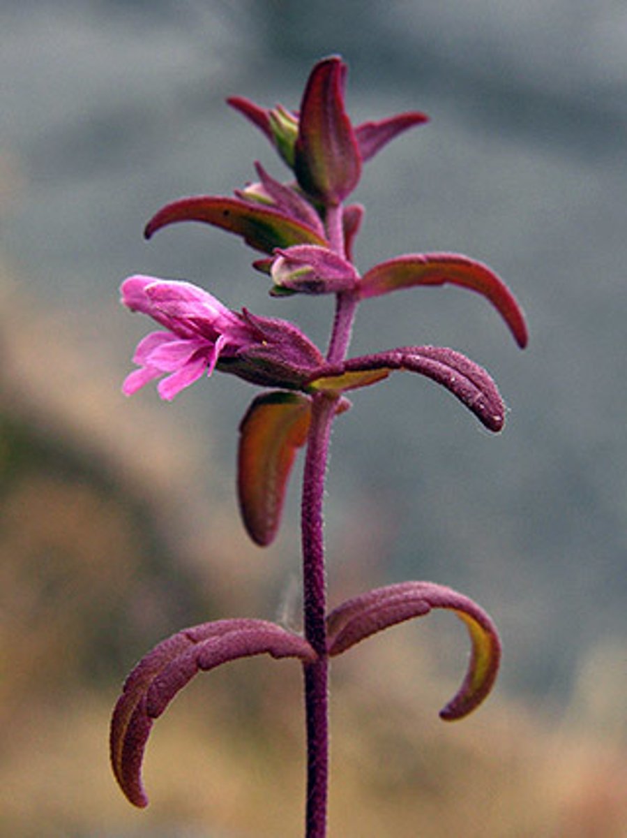 <p>strandrödtoppa</p>