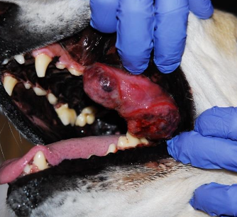 <p>manidulectomy - 91% alive at 1yr, 10% recurrence</p><p>maxillectomy - 57% alive at 1yr, 30% recurrence </p>