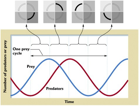 <p>predicts population cycles</p>