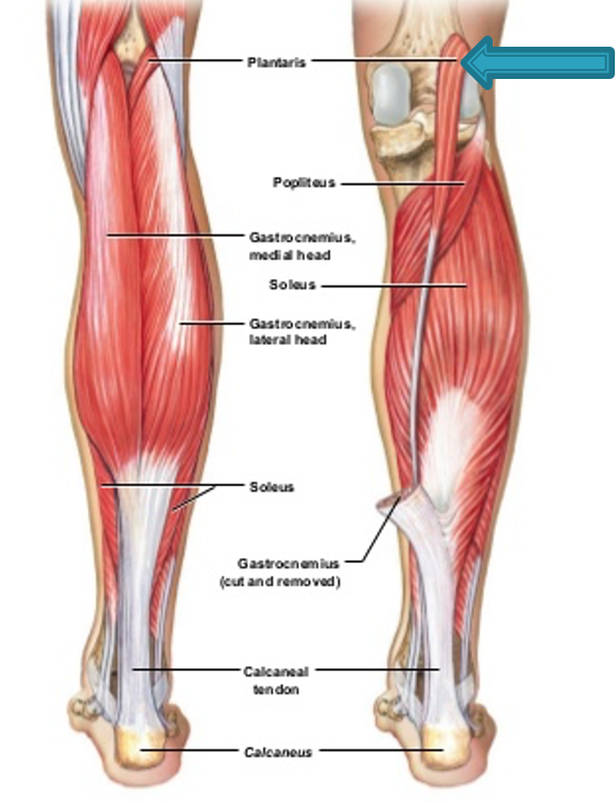 <p><strong>origin:</strong> lateral supracondylar of femur</p><p><strong>insertion:</strong> calcaneus via calcaneal tendon</p><p><strong>innervation:</strong> tibial nerve (S1-S2)</p><p><strong>action:</strong> weakly assists gastrocnemius in plantarflexing ankle</p>