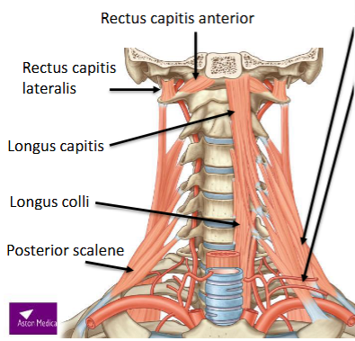 <p>longus capitis</p><p>longus colli</p><p>rectus capitis anterior</p><p>rectus capitis lateralis<span><span> </span></span></p>