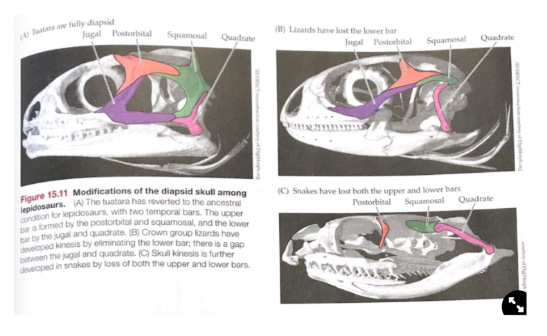 <ul><li><p><strong>Tuatara→ classically diapsid skull</strong></p><ul><li><p>the lower bar was lost and then reformed again (secondary addition)</p></li></ul></li><li><p><strong>Lizards→ bottom bar has been lost and not reformed</strong></p><ul><li><p>have an enlarged hole but still 2 holes</p></li></ul></li><li><p><strong>Snakes→ top and bottom bar have been lost and both have not reformed</strong></p><ul><li><p>have 1 big hole</p></li></ul></li></ul>