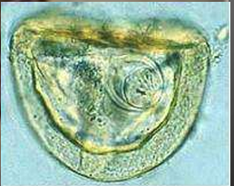 <p>species</p><p>stage</p>