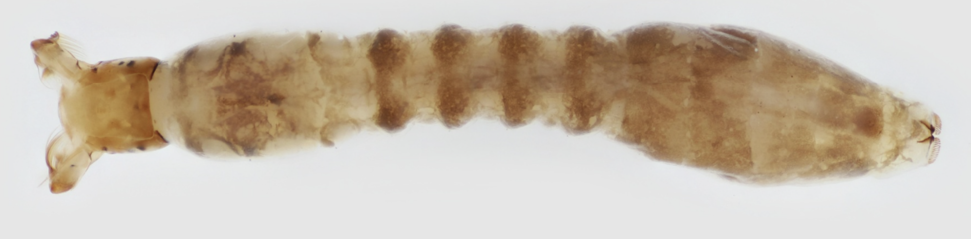 <p>Identify, order and family. <br>List feeding and ecology type </p>