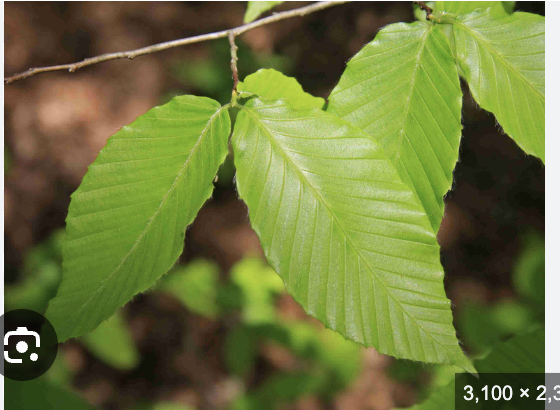 <p>American beech</p>