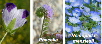 <p>Hydrophyllaceae</p>