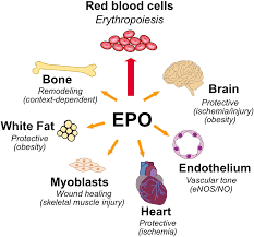 <p><strong>Q:</strong> What hormone does the nephron release to stimulate red blood cell production?</p>
