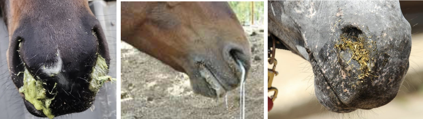 <p>Ptyalism, dysphagia, coughing, or regurgitation of food.</p>