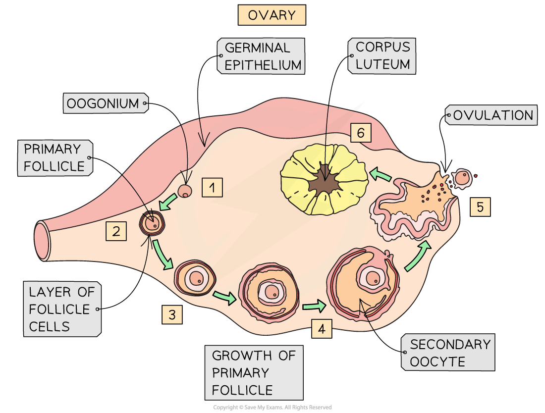 <p>(L3) large <strong>sertoli</strong>- nurse cells</p><p>outside → in: spermatogonia, primary spermatocytes, secondary spermatocytes, spermatids, spermatozoa (with flagella)</p>