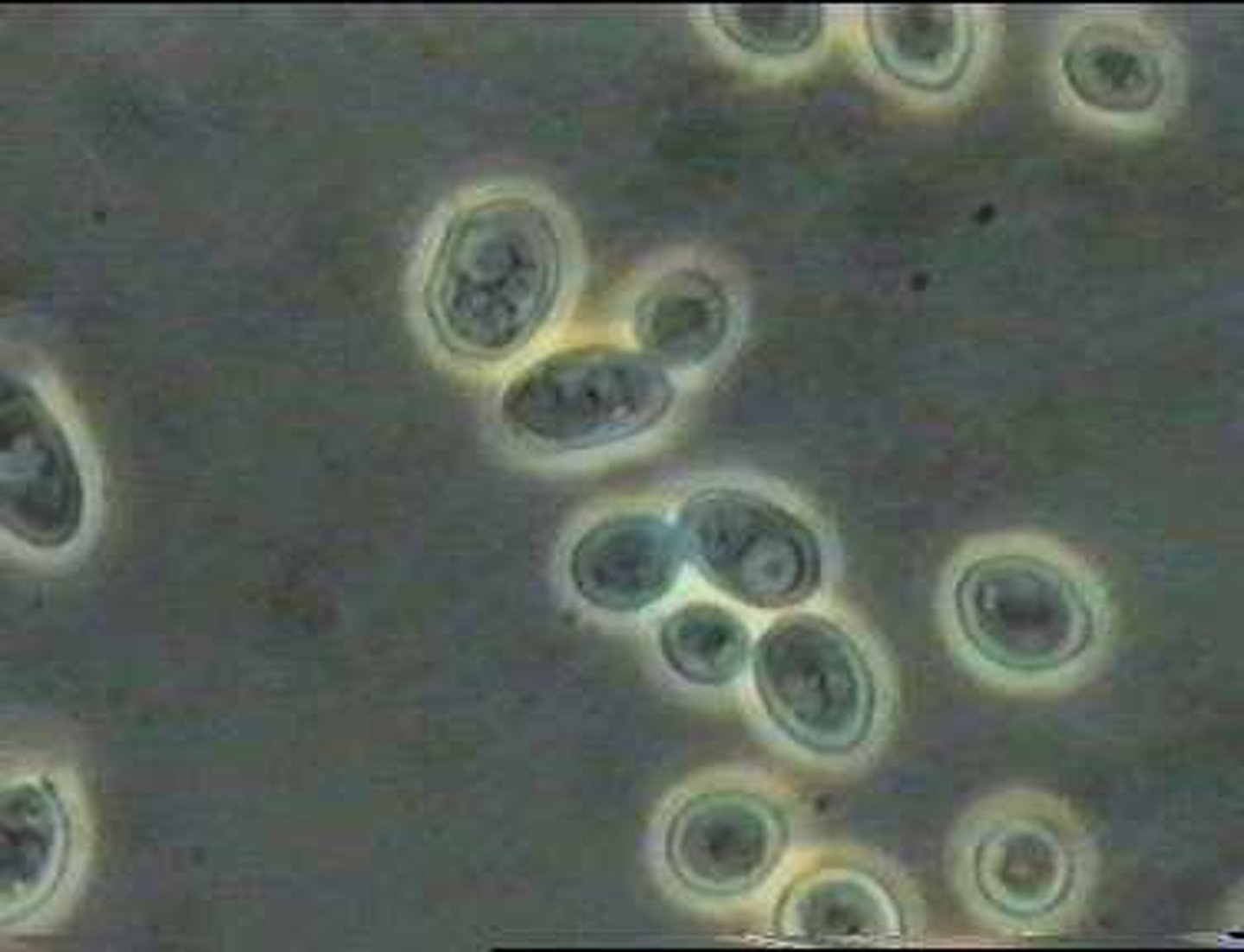 <p>organism is a single cell</p>