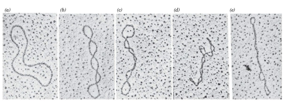 <ul><li><p>DNA secondary structure is highly regular (mainly B-form).&nbsp;</p></li><li><p>Main tertiary structures in DNA are overwound and underwound helices: supercoiling&nbsp;</p></li></ul><p></p>