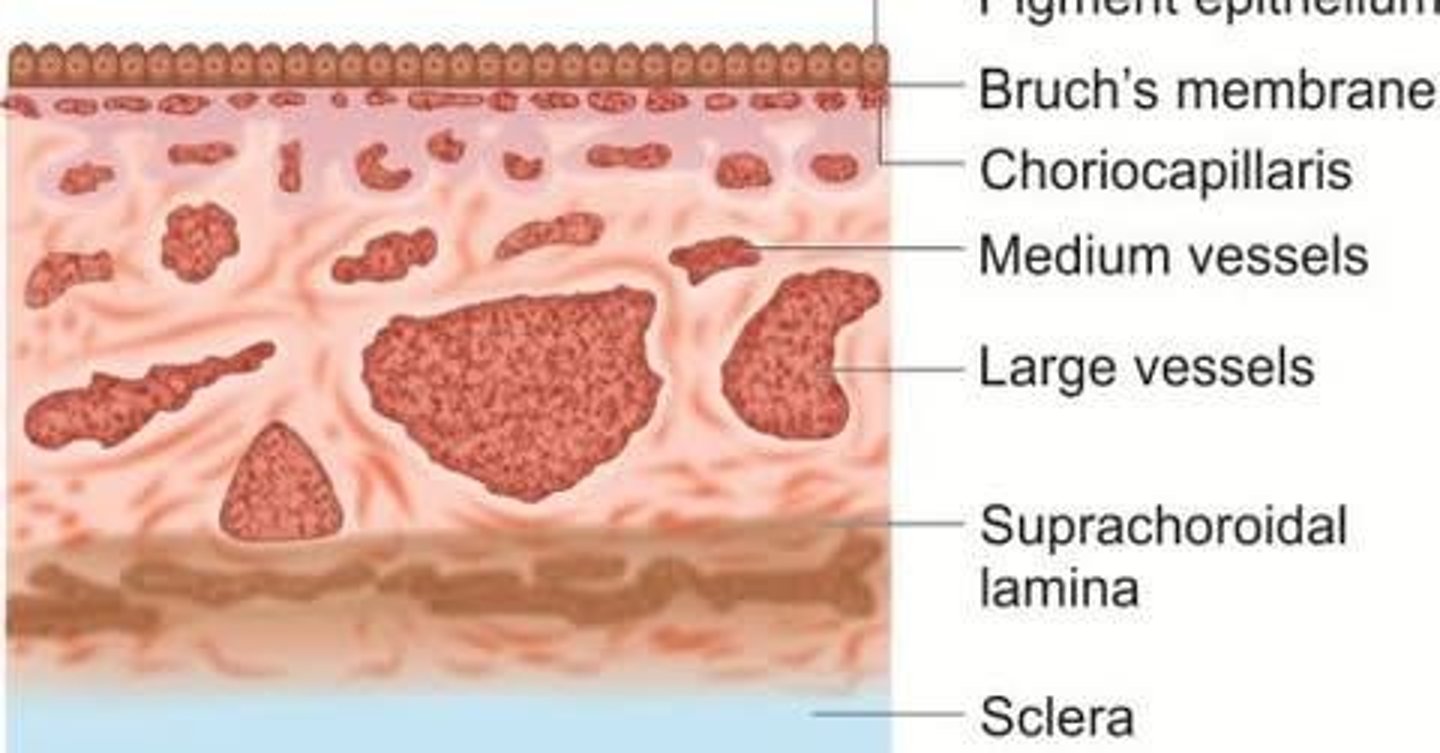 <p>The vascular layer of the eye between the retina and the sclera, providing nourishment to the outer layers of the retina.</p>