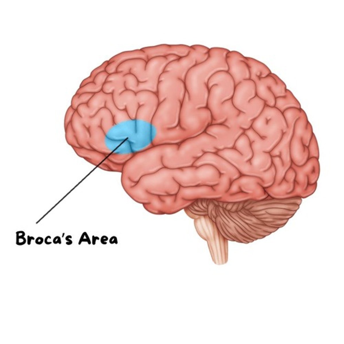 <p>Located in the left hemisphere of the brain, specifically in the frontal lobe, that is responsible for speech production and language processing.</p>