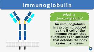 <p>What is immunoglobulin</p>