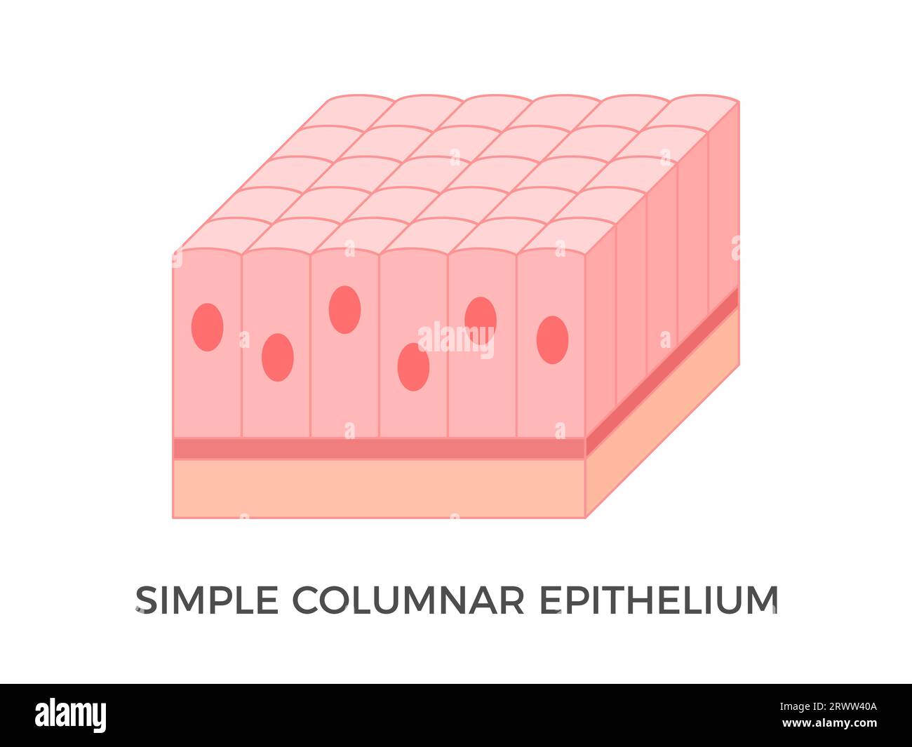 <p>where is the Simple Columnar epithelium found?</p>