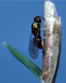 <ul><li><p>leaf mining &gt; construct a case</p></li><li><p>exotic invader from europe</p></li><li><p>outbreaks can last up to 10 yrs</p></li></ul><p></p>