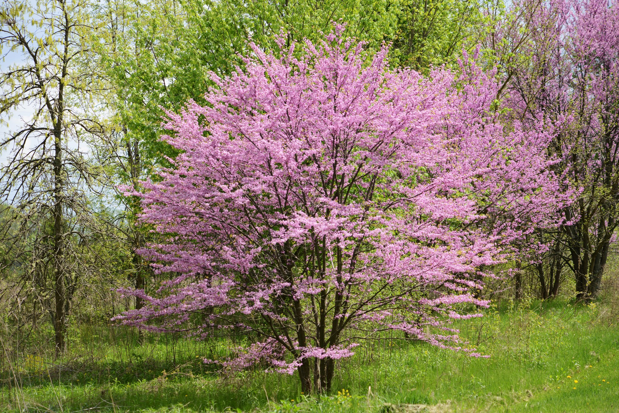 <p>Eastern Redbud</p>
