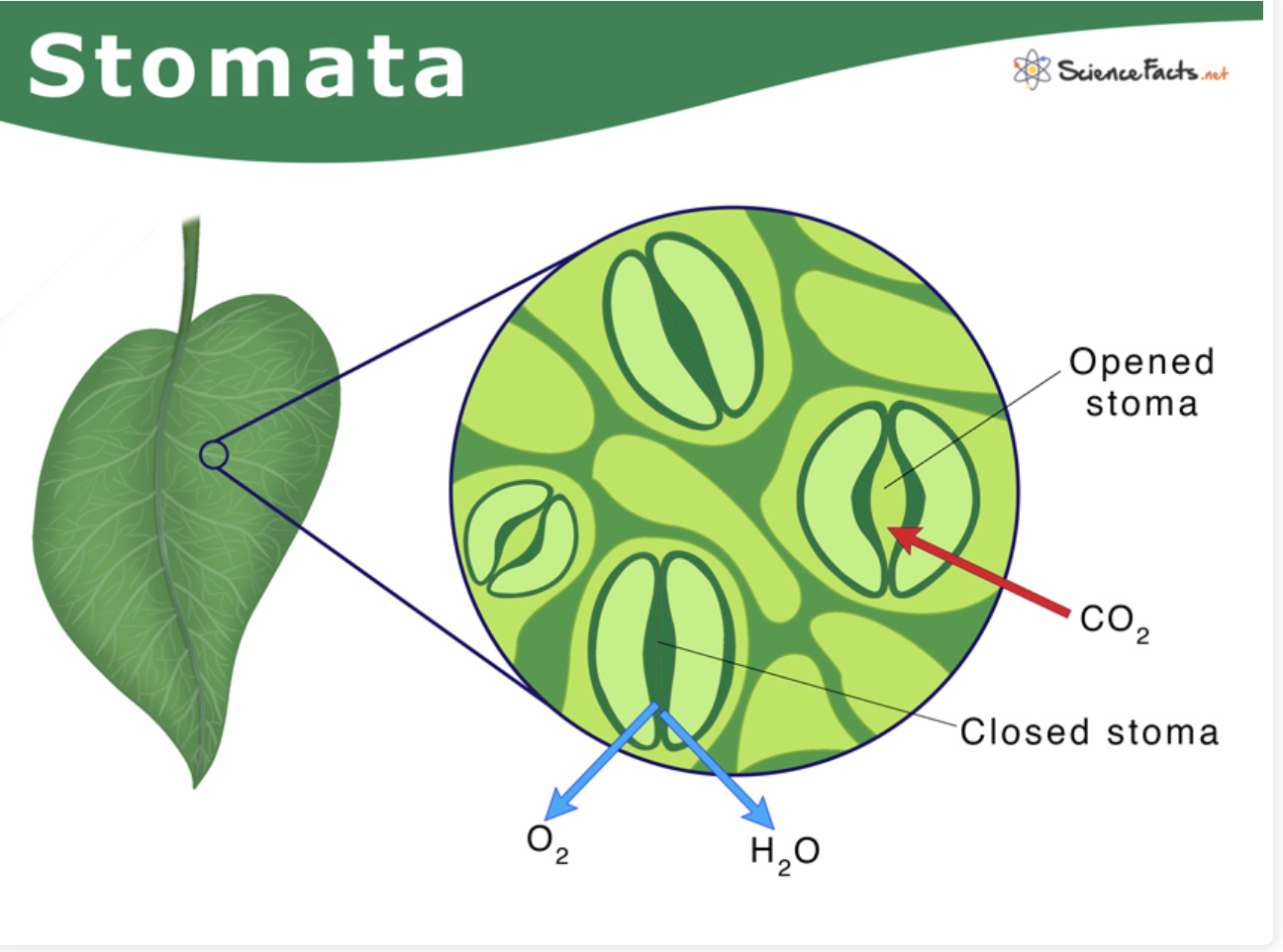 <p>Stomata</p>