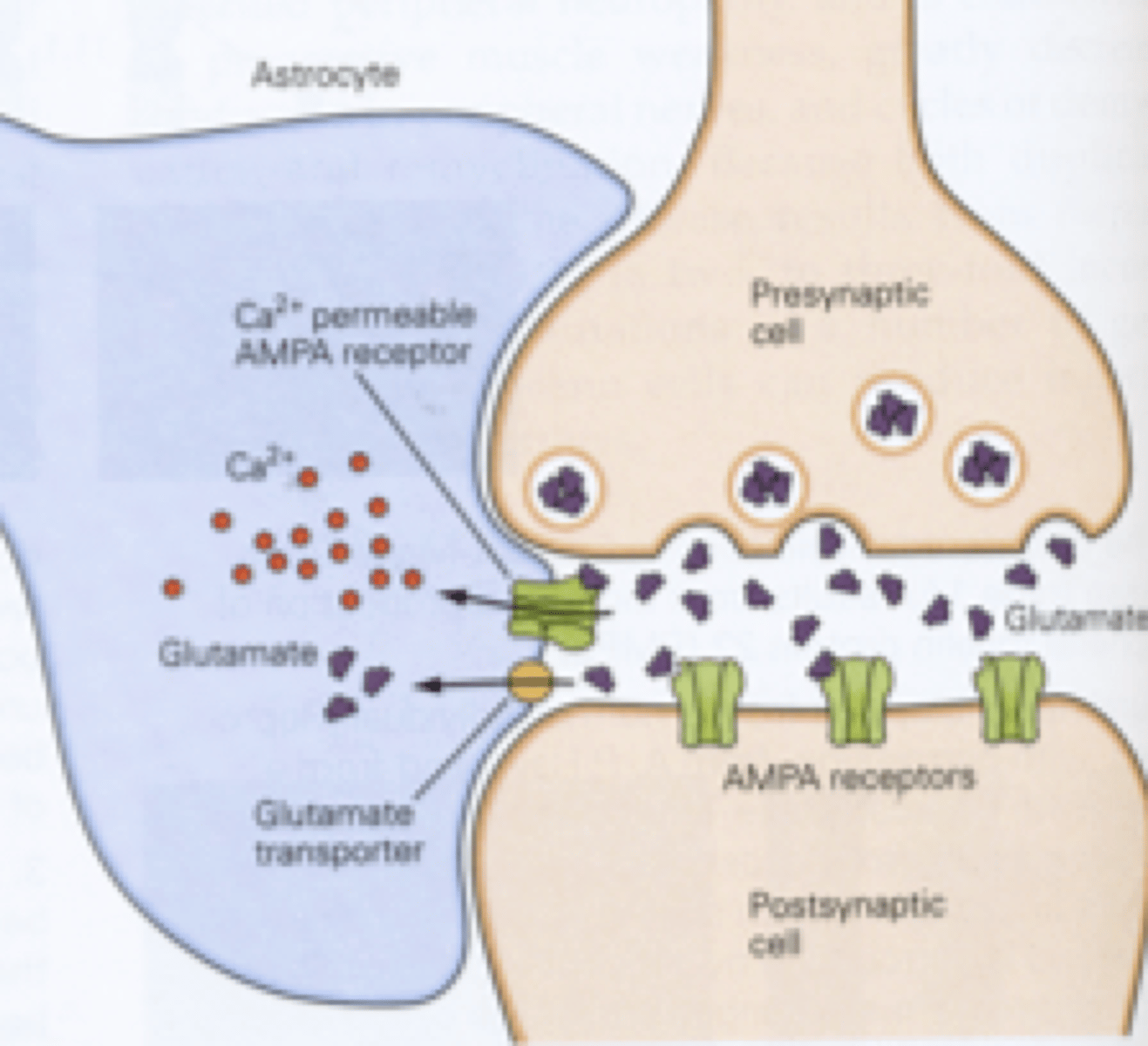 <p>3 parts: Presynaptic neuron, Postsynaptic, and Astrocyte</p><p>Astrocytes will stabilize synapses (develop and maintain), provide neurotransmitters for presynaptic cell, remove neurotransmitters from synaptic cleft (reuptake)</p>