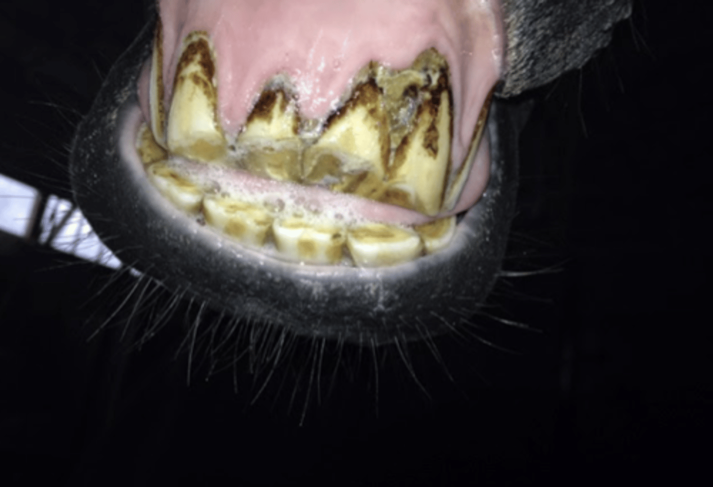 <p>Hvilken lidelse er denne hest mest disponeret for?</p><p>- Caries og ascenderende infektion i tanden</p><p>- Foramen epiploricum hernie/Kolik</p><p>- Fejlsynkningspneumoni</p><p>- Uridelighed/problemer med biddet under ridning</p>