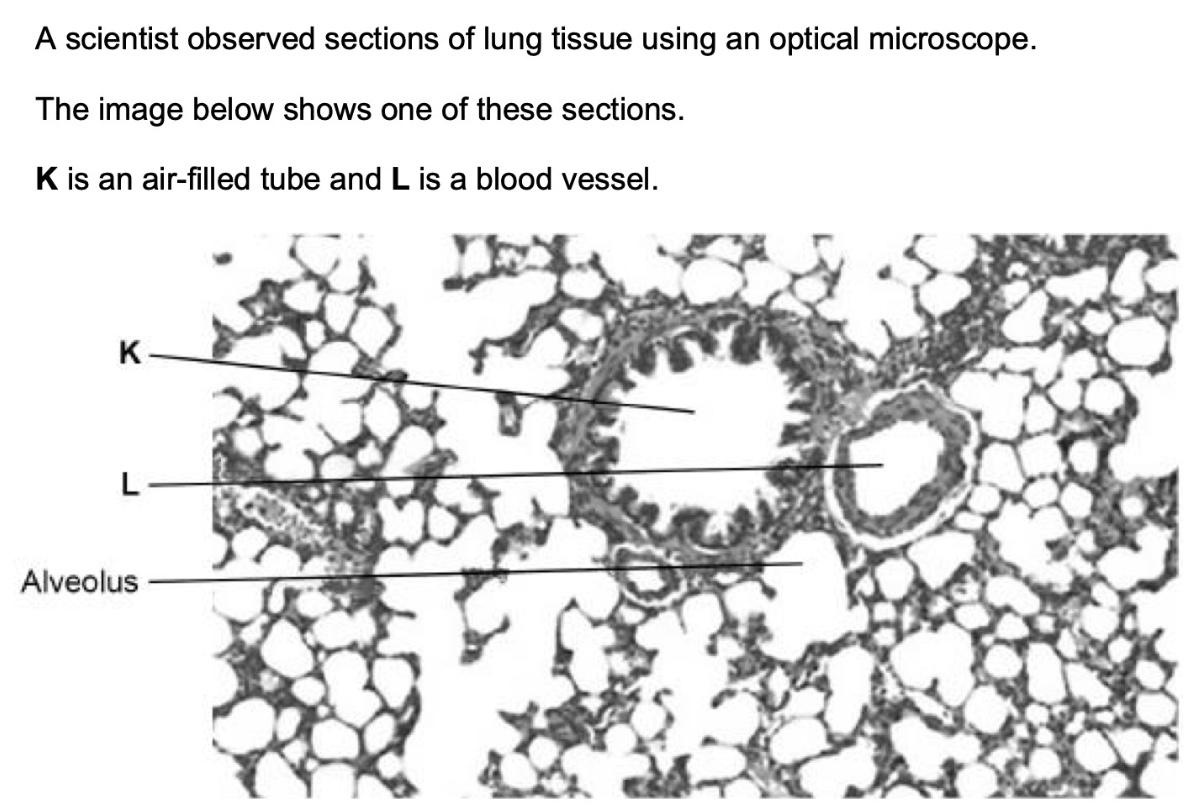 <p>identify the structures labelled K and L</p>