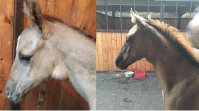 <p>what heavy metal caused this</p>