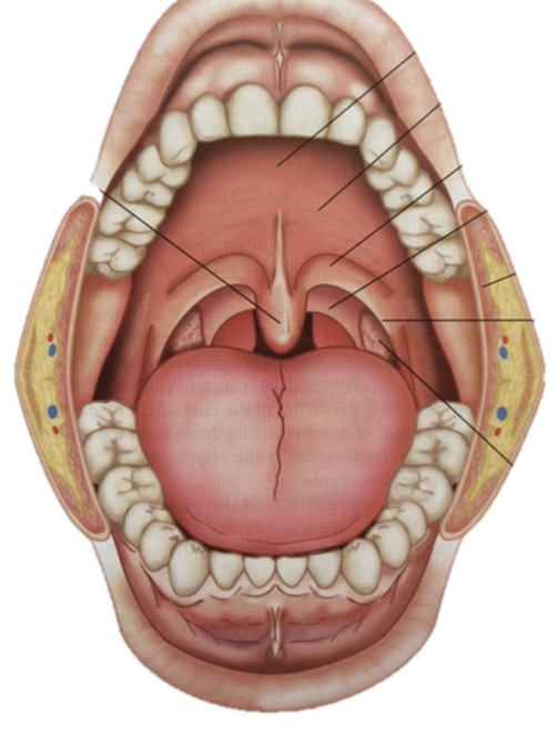 \
Hard palate

* Anterior 2/3rds of palate
* Palatine process of the maxilla

Soft palate/velum

* Posterior 1/3rd of the palate
* Connective tissue, muscular fibers, mucosa

Uvula

\
* Dangly portion of the soft palate
* When it contracts it helps elevates the soft palate 