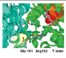 <p><strong>IClicker: </strong>In this image, you are looking at two sites on glycolytic enzyme PFK. In the image, PFK is in the T-state, so it’s not active. What is the likely molecule bound to the site with the pink star?</p><p>(A) ADP</p><p>(B) ATP</p><p>(C) NADH</p>