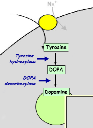 <p>tyrosine hydroxylase &amp; DOPA decarboxylase</p>