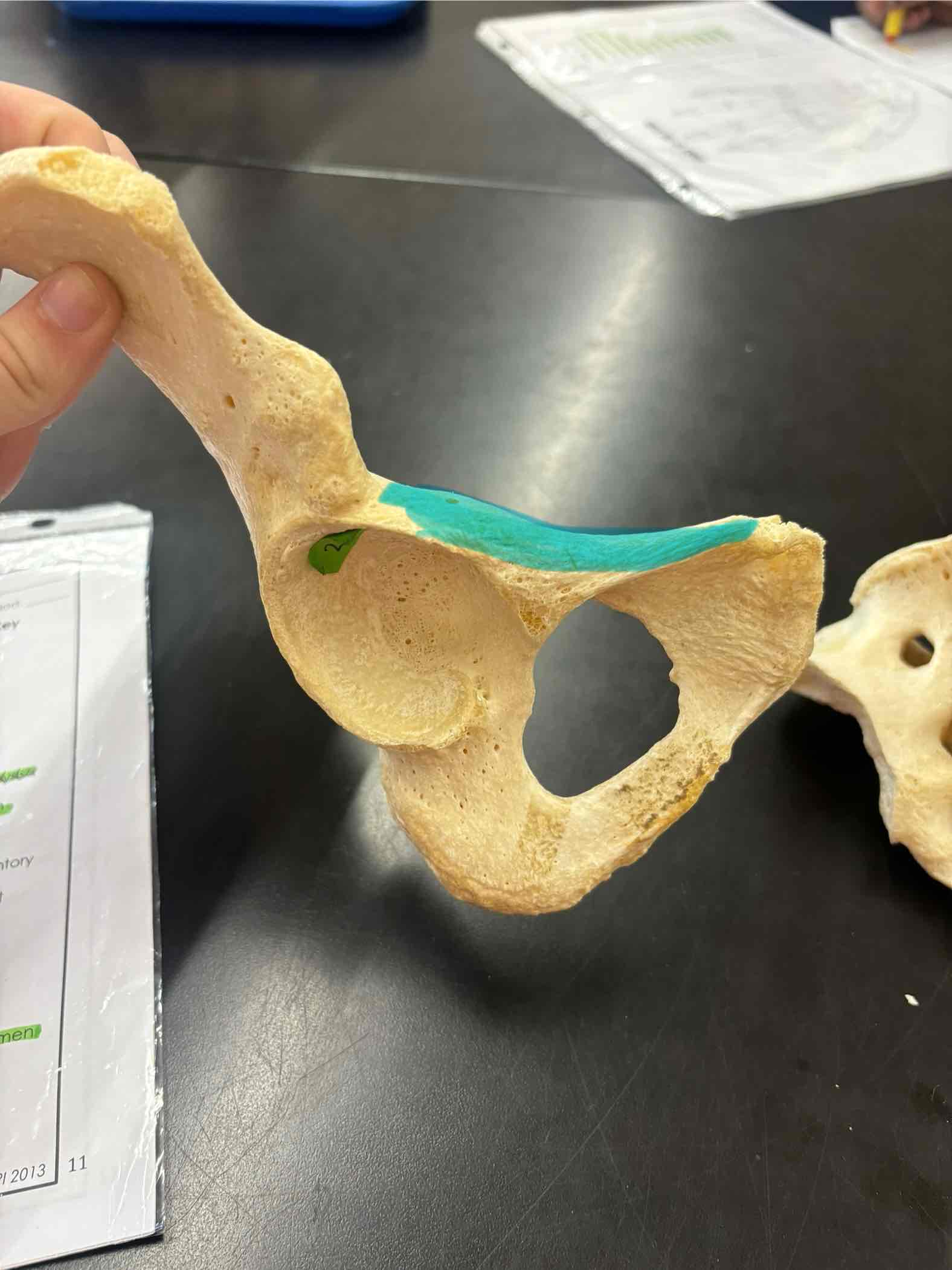 <p>What is this bone called?</p>