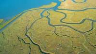<p>estuary </p>
