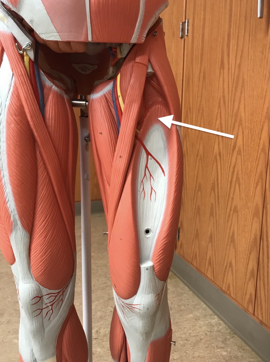 <p><span>Name the muscle labeled with the white arrow below AND name the origin .</span></p>