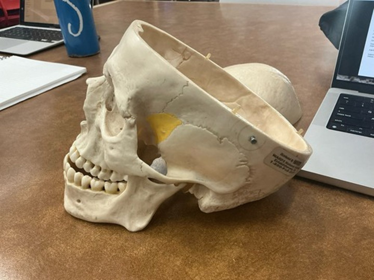 knowt flashcard image
